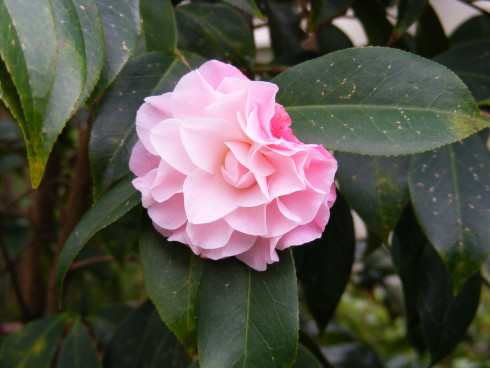 Camellia