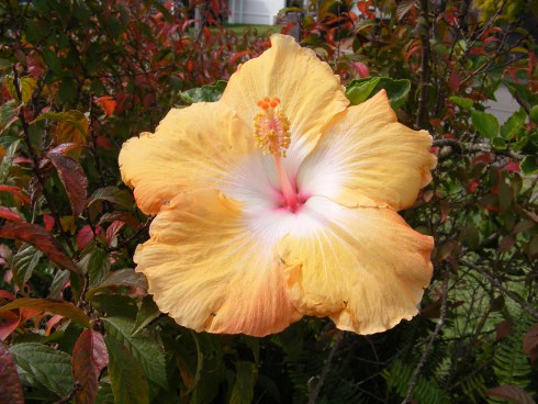 Glorious Hibiscus