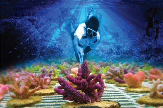 Coral planting
