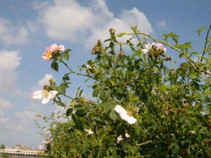 PENTAX Digital Camera