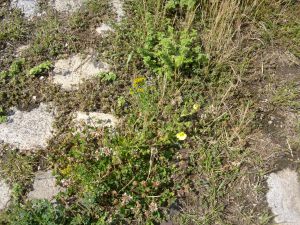 PENTAX Digital Camera