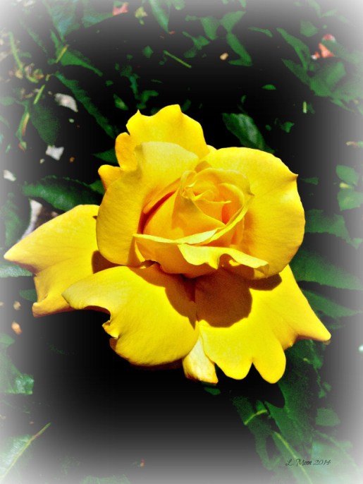yellow rose