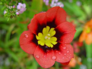 1280px-Raindrops_on_red_and_yellow_flower