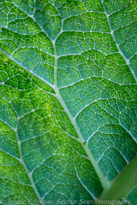 Point Defiance detail shot 3