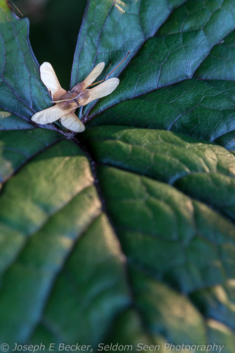 Point Defiance detail shot 1