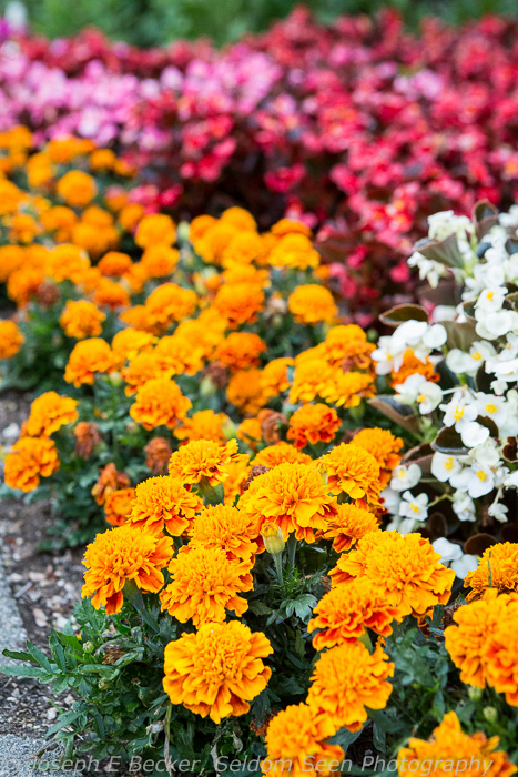 Point Defiance detail shot 5