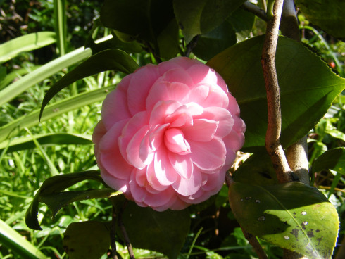 Camellia