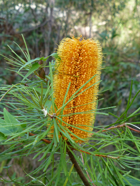 Beautiful Banksia