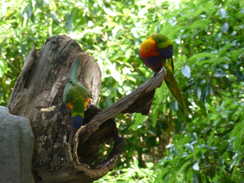 Nesting Rainbow Lorikeets