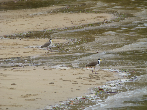 Plovers on the Shore