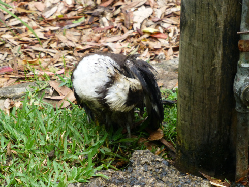 Clean Kooka