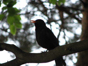 Blackbird,_Bystrc_14