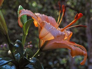 Daylily_daylilies_flowers_rain