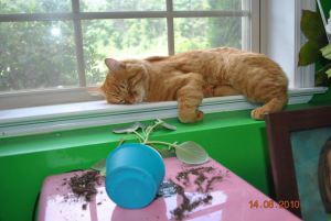 It Fell Over By Itself