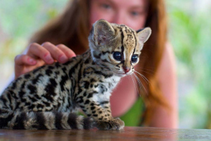 Ocelot Kitten