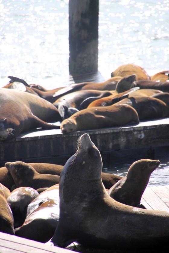 Sea lions II