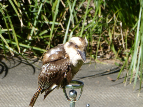 Kookaburra