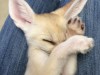 Toesday Fennec Action Right&nbsp;Here!