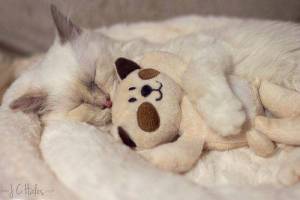 A Cat and His Teddy Bear