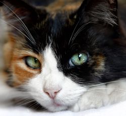 Calico