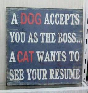 A Cat Wants to See Your Resume