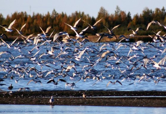 Flock_of_Gulls_Oulu_20100927