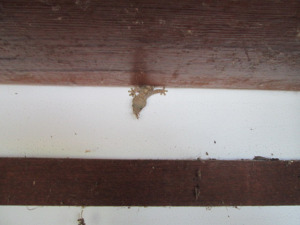 This chameleon was alive when I discovered his hiding spot behind the Trollopes.