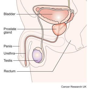 Prostate (image: Cancer Research UK)