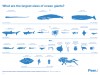 The Largest Creatures in the Ocean&nbsp;[Chart]