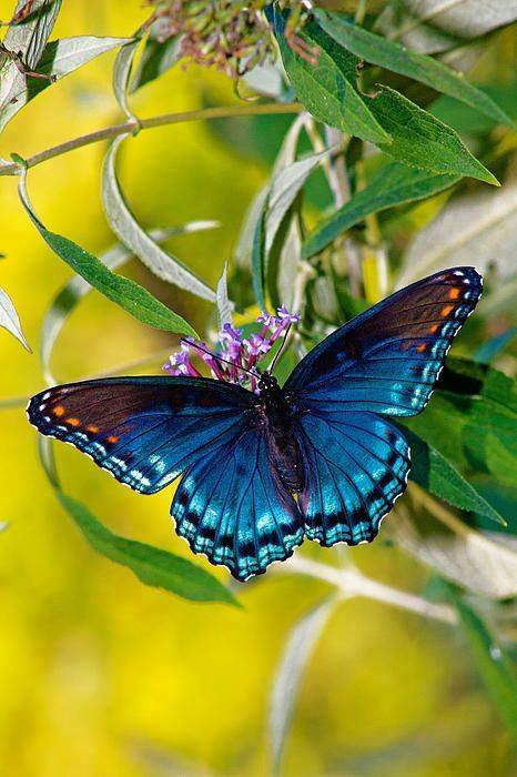 1011120_607164559375714_977908033_n