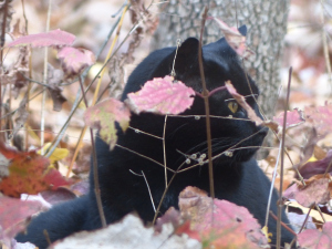 Longwood Gardens Outdoor Cafe Guest - November 2014