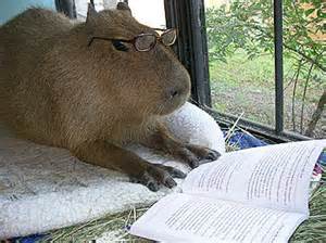 Capybara