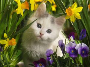 Flower Cat