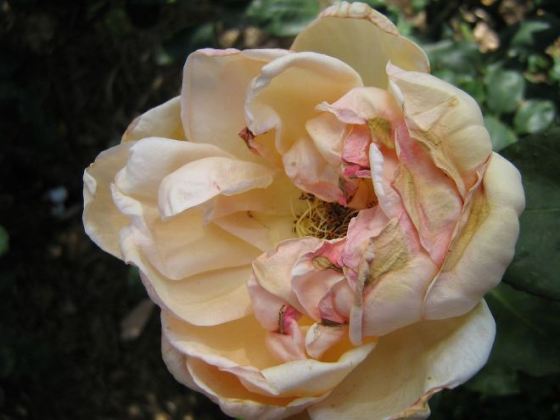 1280px-Lady_Huntingfield