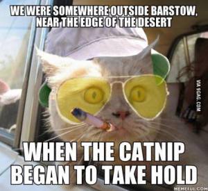 Catnip Kicked In