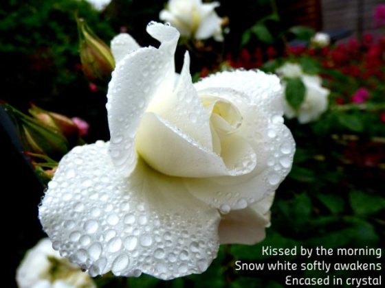 Kissed by the morning, snow white softly awakens, encased in crystal