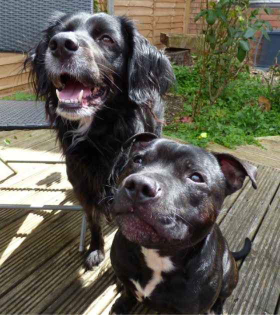 ani hardy feather 015