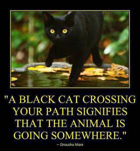 A Black Cat Going Somewhere
