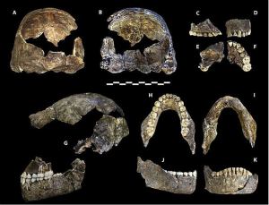 Holotype specimen of H. naledi, Berger et al, Creative Commons 4.0 license via Wikimedia.