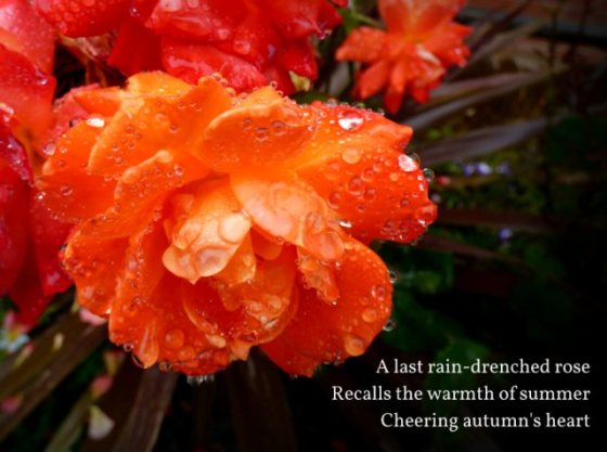 A last rain-drenched rose Recalls the warmth of summer Cheering autumn's heart