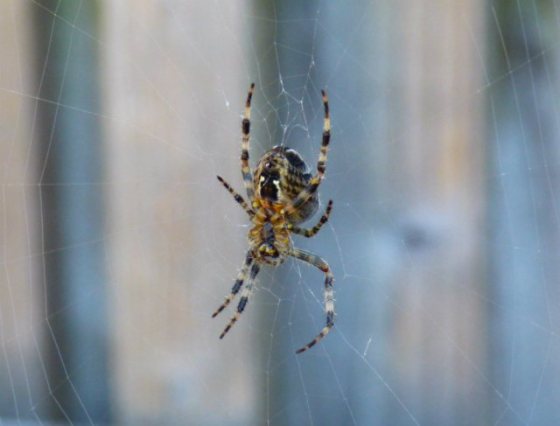 mist butterflies flowers nick 020