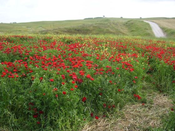 ©Avi1111 dr. avishai teicher