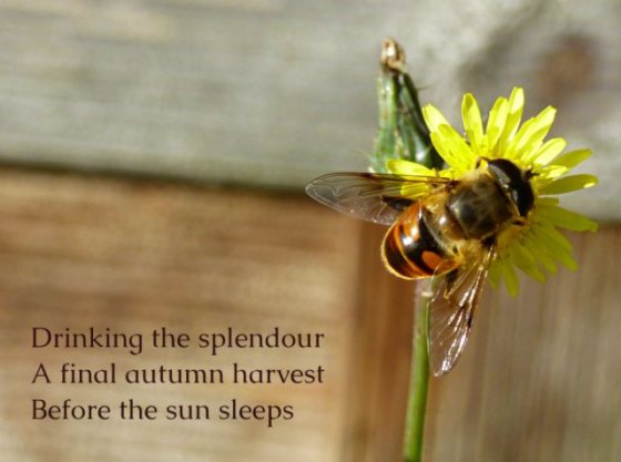 Drinking the splendour A final autumn harvest Before the sun sleeps