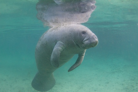 manatee