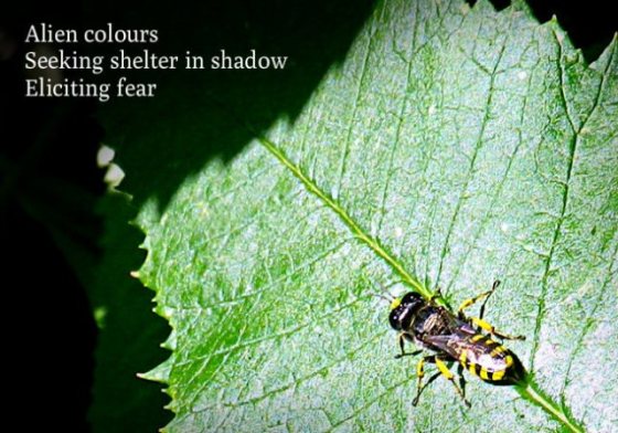 Alien colours Seeking shelter in shadow Eliciting fear