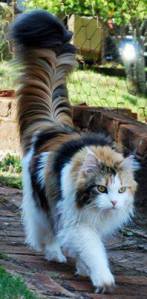 Amazing Tail