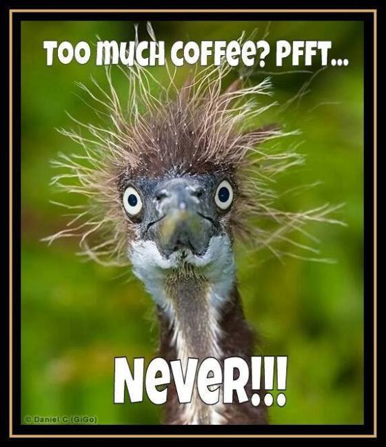 12743481_969627986439222_3699737689116364803_n