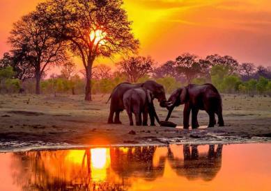 elephants photo love it