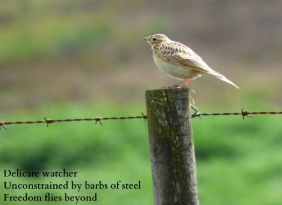 Delicate watcher Unconstrained by barbs of steel Freedom flies beyond