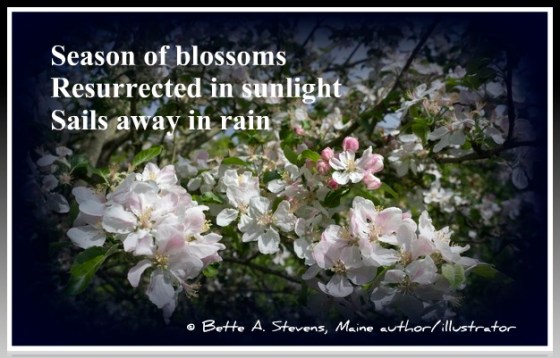 Apple Blossom HAIKU bas 2015